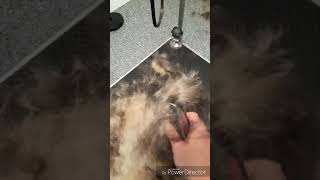 Celebrity When the dog be shedding Profile