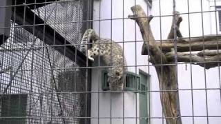 サーバルキャットに怒られるユキヒョウ