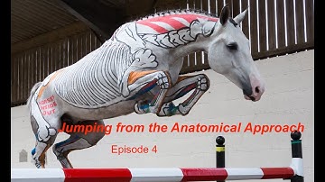 Jumping from the Anatomical Approach - A Horses Inside Out Online Lecture Demonstration TRAILER