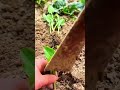 shaping a grey long metal pipe into a neat sharp angle using a manual industrial iron bender tool