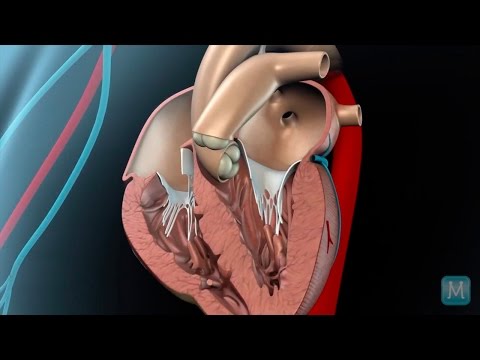 How do heart valves function?
