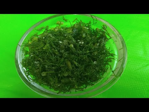 ЗЕЛЕНАЯ СОЛЬ ДЛЯ СОУСА