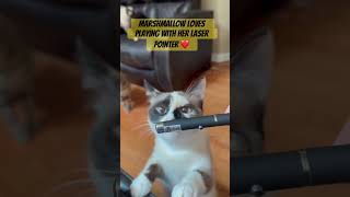 Marshmallow loves her laser pointer! #cat #furbaby