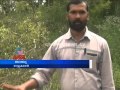 Sandalwood tree stolen Wayanad 2014
