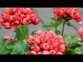 КУПИЛИ ЧЕРЕНКИ ПЕЛАРГОНИЙ/КАК УХАЖИВАТЬ🌺