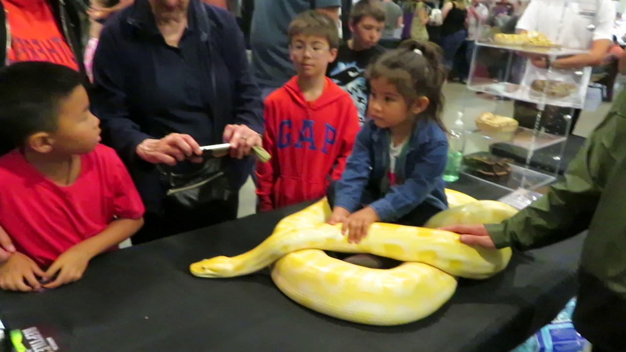 rat snakes in alabama Brian Gundy Having Fun At The 2018 San Jose Reptile Expo