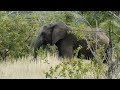Elephant stock footage 2023  premium footage  4k