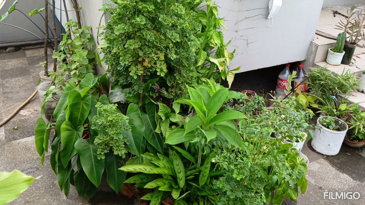 🪴আমার বারান্দা বাগান, আমার গাছগুলোর দিকে ইচ্ছে করে সারাক্ষণ চেয়ে থাকি।