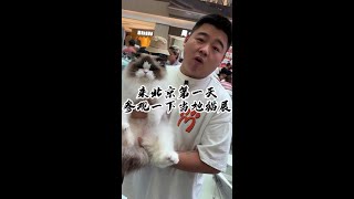 来北京逛一逛猫‘选美比赛”的地儿#壮实说猫壮实说猫