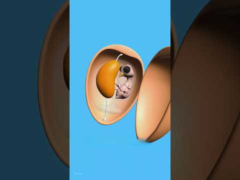 ডিমের কুসুম খাবার আগে এটা জানা খুবই জরুরি 🥚।। Egg yolk.