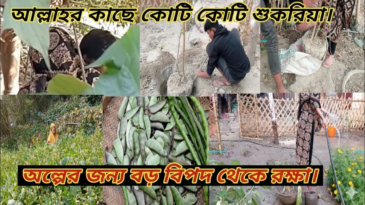 সবজি হারভেস্টিং করতে গিয়ে এ কি হলো! 😱 আল্লাহ বড় বিপদ থেকে বাঁচালেন।Rukhsana home journey. 
