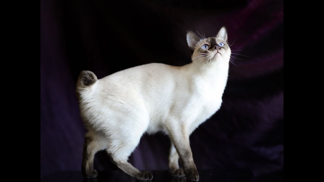 Меконгский бобтейл