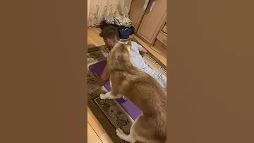 Pup Makes Push Ups More Challenging ViralHog 