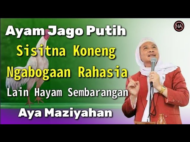 RAHASIA NU AYA DINA AYAM JAGO PUTIH SISIT KONENG || ABUYA UCI CILONGOK class=