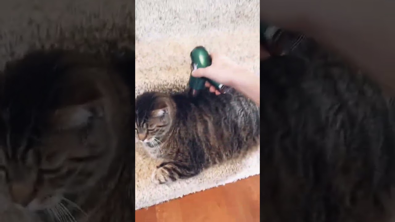 CAT LOVES MASSAGE GUN