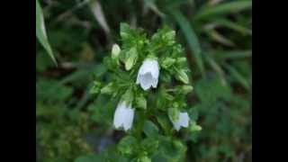 ホタルブクロ 育て方と種類 トレンドニュース