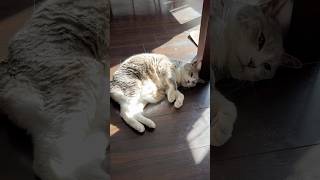 ぽかぽかなモアクリ♨️ #モアクリ