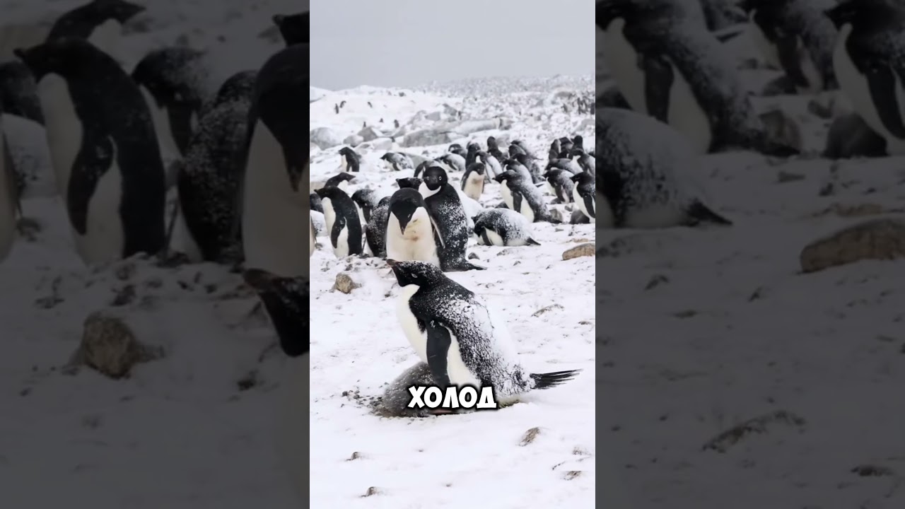 Пингвины — нелетающие мастера океана. 