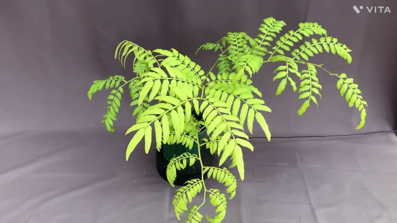 リュウビンタイ 観葉植物 5号ポット | 日本ライン花木センター