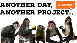 Just another daily project with monkeys #monkeys #spidermonkey #capuchin