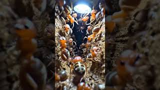 Secret Underground Ant City Revealed 🐜😱 Tiny Hidden World #insects #wildlifeentertainment #animals