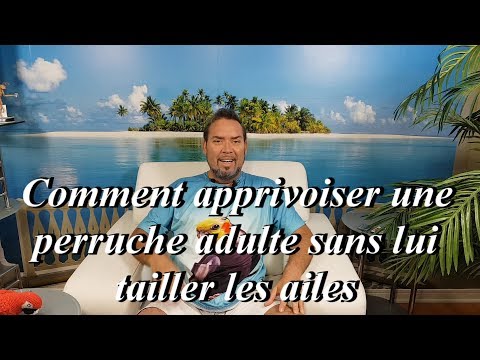 Vidéo: Comment Apprivoiser Une Perruche Adulte