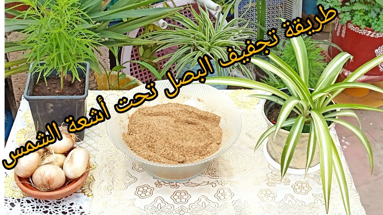 طريقة تجفيف البصل تحت أشعة الشمس للحصول على بودرة البصل والاحتفاظ به مدة سنة أو أكثر