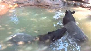 Tapirs Cooling Off at the Ellen Trout Zoo