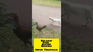 Hari ini 8 Agustus Selamat Hari Kucing Sedunia #kucing #faktahewan #faktakucing