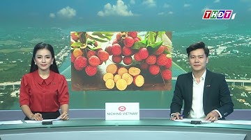 CÂY VẢI KHÔNG HẠT GIỐNG MỚI NĂNG SUẤT CHẤT LƯỢNG SDT 0988630871