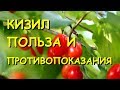 Кизил. Полезные свойства и противопоказания.