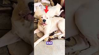 🚨 MIRA como REACCIONA este PADRE DOGO ARGENTINO… #Mascotízate