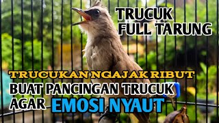 Trucuk tarung buat pancingan trucukan agar BUNYI , suara trucuk ribut Trucukan gacor ropel panjang
