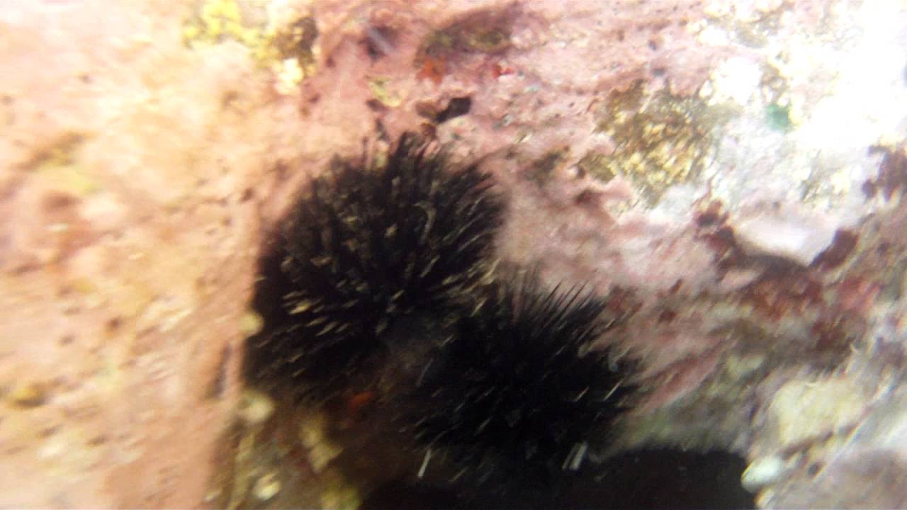 Sea cucumbers mating YouTube