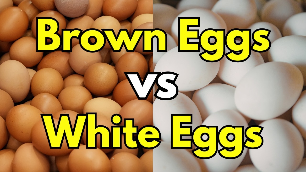 What’s the Real Difference Between Brown Eggs and White Eggs?