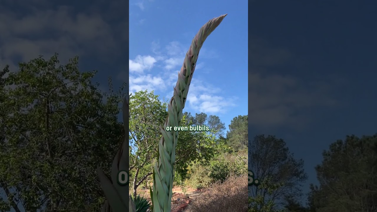 Can you guess which vegetable shares the same plant family as agave? 👀