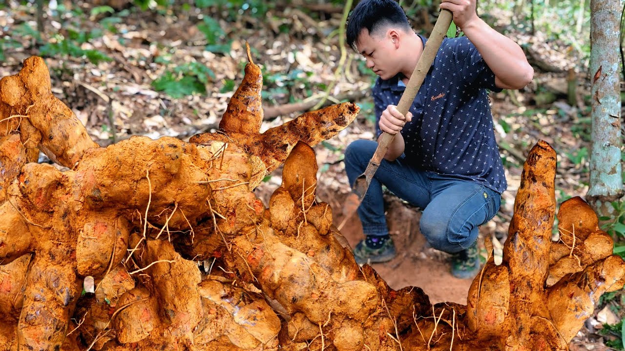 Trieu Kha accidentally found a super big, rare and very valuable potato.