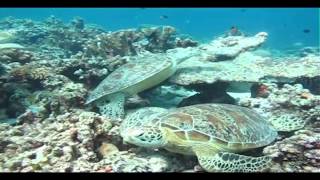 Karantina HiLo Green Ambassador 2013