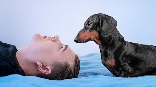 A Different Point Of View! Funny dachshund dog video! A Different Point Of View! Funny dachshund dog video!
