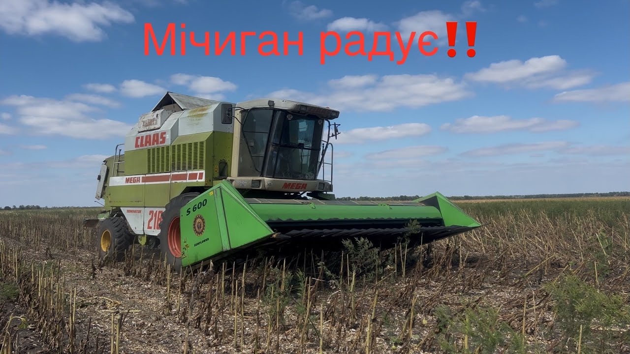 Ціна на соняшник + 1500😱 Жнива соняшнику 🌻 в розпалі‼️ Мічиган від Сингенти сипе❓Олійність на рівні👍