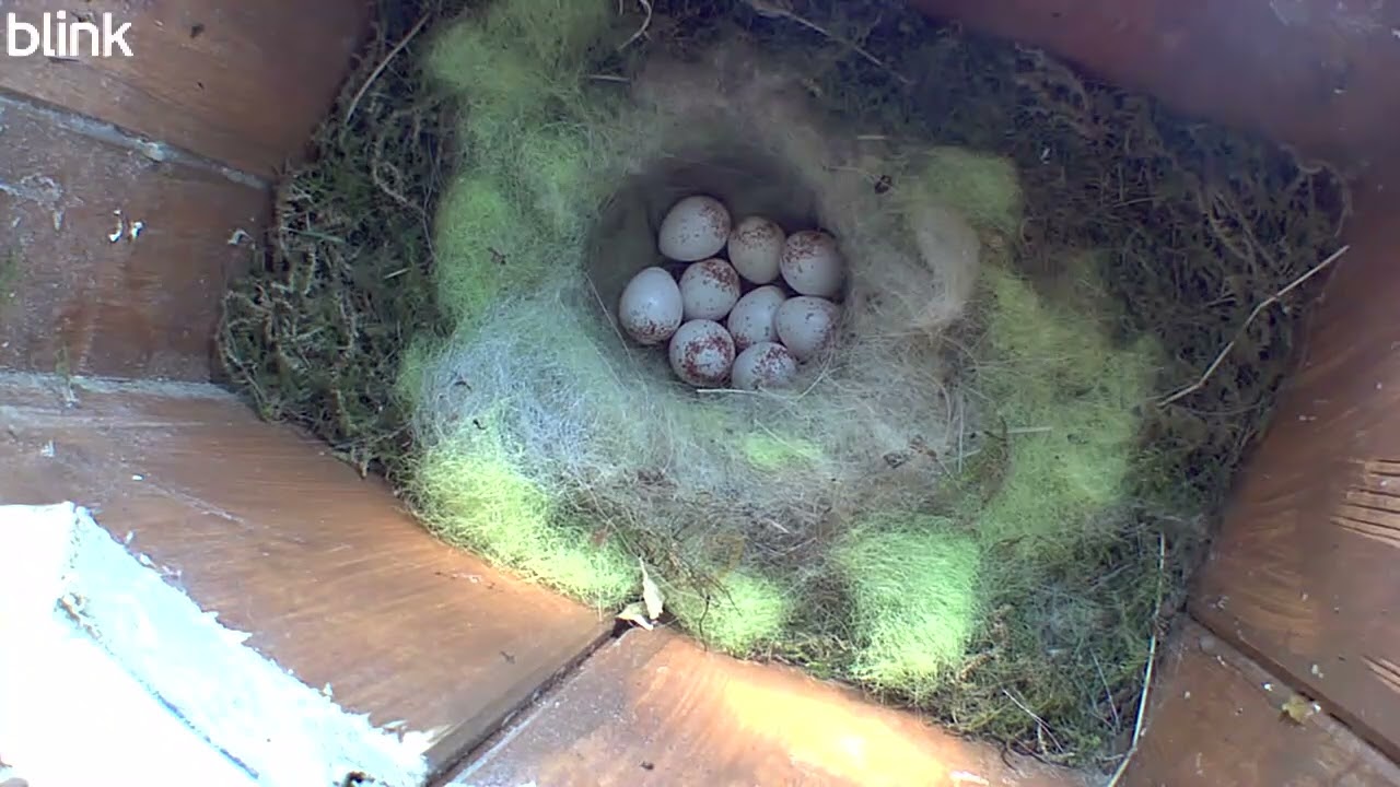 Blue Tit nest