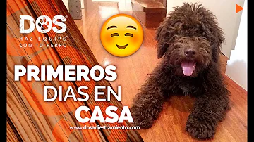 ¿Cómo hacer para que un perro se acostumbre a un nuevo hogar?