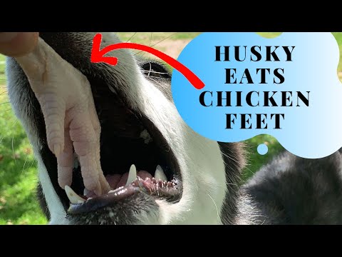 husky-gets-duck-🦆-or-chicken-🐓????