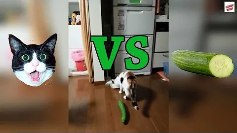 Cats vs Cucumbers Compilation - DayDayNews