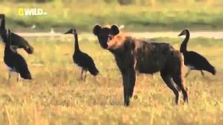 Animal Planet 2015 | Hyena - Discovery Channel, Wildlife Animals Documentary 720p HD Animal Planet 2015 | Hyena - Discovery Channel, Wildlife Animals Documentary 720p HD