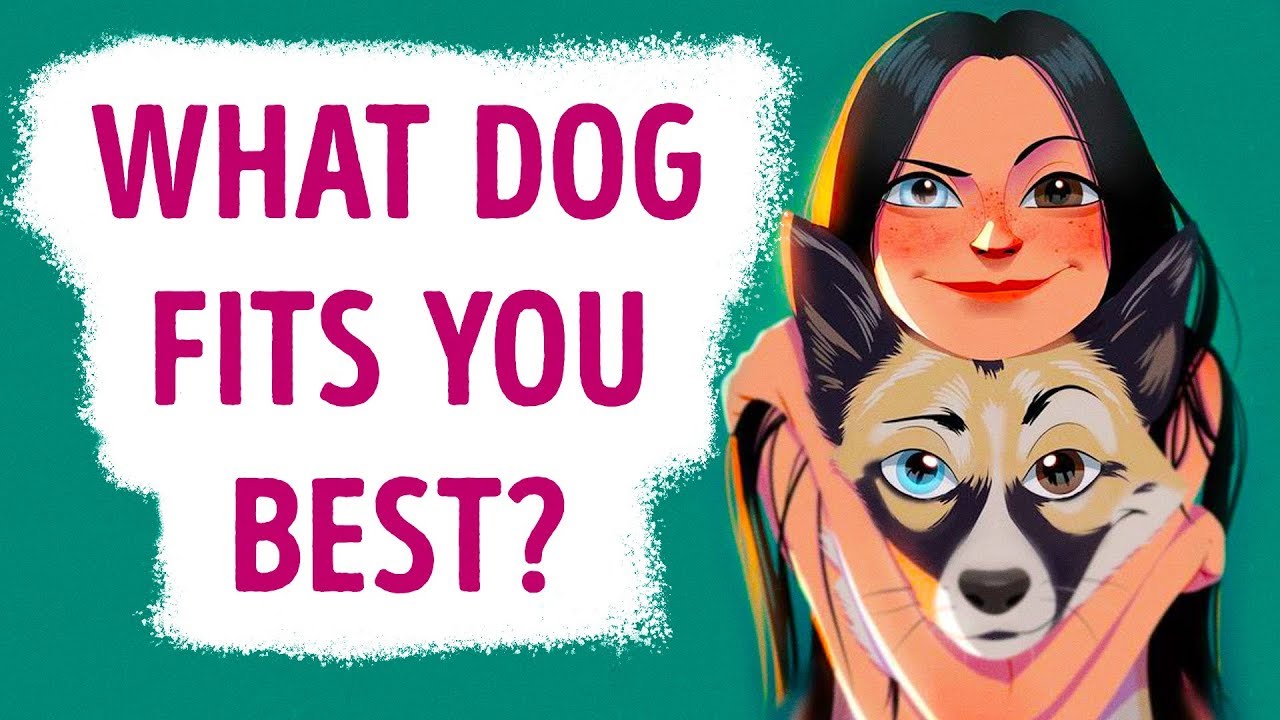 what dog fits your personality quiz