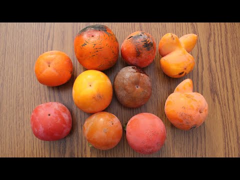 Razlika u plodovima kakija (Koje sve grupe kakija postoje i po čemu se razlikuju)
