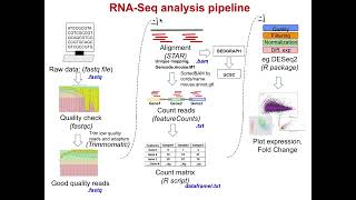 RNA Seq analysis pipeline