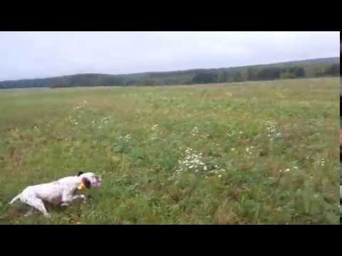 Английский сеттер по перепелу