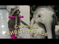 Смешные ЕНОТЫ, ПАНДЫ, СОБАКИ #36 / Ржачные животные 2022.